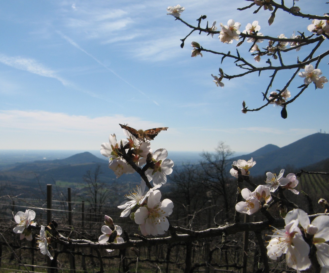 Primavera - Prunus dulcis